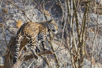 An adult jaguar (Panthera onca) stands high up in a tree on a sunny day in hilly terrain. Captive