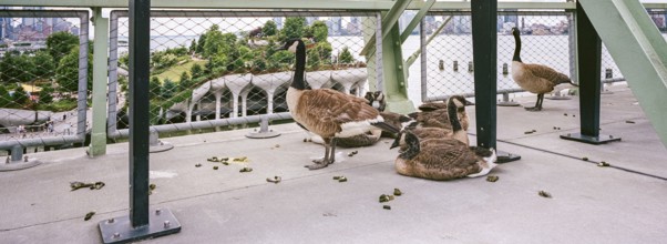Pier 57 Rooftop Park Pier 57, New York, USA