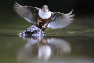 White-throated White-throated Dipper (Cinclus cinclus) in the air over water with prey in its beak,
