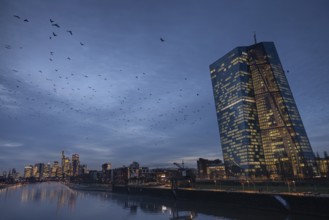 A flock of birds flies in the evening from the European Central Bank (ECB) towards the Frankfurt