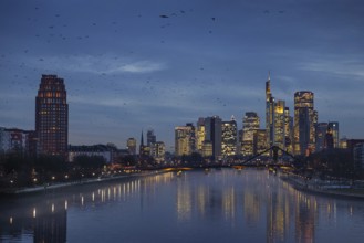 A flock of birds flies in the evening towards the glowing Frankfurt banking skyline, Osthafen,