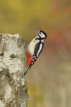Great spotted woodpecker (Dendrocopus major), female, foraging on the trunk of a common birch