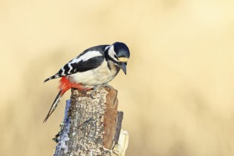 Great spotted woodpecker (Dendrocopus major), male, foraging on dead wood of a common birch (Betula