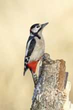 Great spotted woodpecker (Dendrocopus major), male, foraging on dead wood of a common birch (Betula