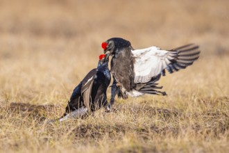 Black grouse (Lyrurus tetrix), black grouse courtship in Sweden, Fågelsjö, Gävleborgs län, Sweden