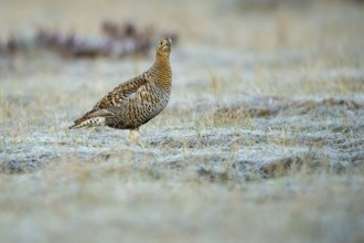 Black grouse (Lyrurus tetrix), female, black grouse courtship in Sweden, Fågelsjö, Gävleborgs län,