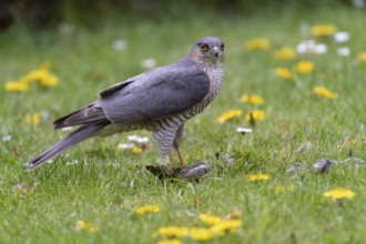 Sparrowhawk (Accipiter nisus) plucking prey, Vechta, Lower Saxony, Germany