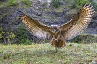 Eurasian Eagle-owl (bubo bubo) flying, Gerolstein, Rhineland-Palatinate, Germany