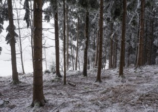 Winter landscape, forest covered with hoarfrost, Mondseeland, Salzkammergut, Upper Austria, Austria