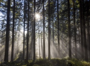 Picea abies, spruce forest in morning fog with sunrays, autumn forest, Mondseeland, Salzkammergut,