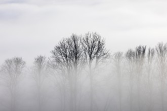 Autumn landscape, bare trees rising from the fog, inversion weather, Mondseeland, Salzkammergut,