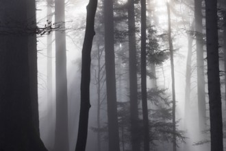 Tree trunks in morning fog with sunbeams, autumn forest, Mondseeland, Salzkammergut, Upper Austria,