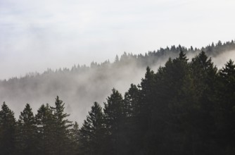 Autumn landscape, coniferous forest in morning fog, Mondseeland, Salzkammergut, Upper Austria,