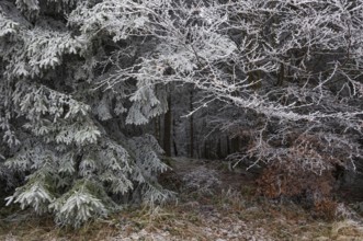 Winter forest, deciduous trees and conifers covered with hoarfrost, Mondseeland, Salzkammergut,