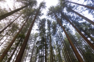 Looking up into the crowns of a spruce forest, Mondseeland, Salzkammergut, Upper Austria, Austria