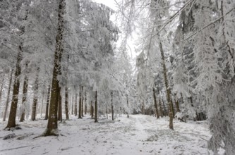 Winter landscape, forest covered with hoarfrost, Mondseeland, Salzkammergut, Upper Austria, Austria