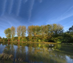Autumnal poplars (Populus) in front of a carp pond, Beerbach, Middle Franconia, Bavaria, Germany