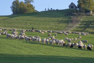 Shepherd tending his flock of sheep (Ovis gmelini aries) in a meadow, Tauchersreuth, Middle