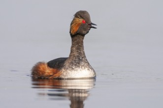 Black-necked Grebe (Podiceps nigricollis) in its plumage, Goldenstedter Moor, Goldenstedt, Lower