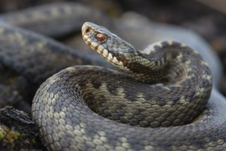 Adder (Vipera berus) in the moor, Goldenstedter Moor, Goldenstedt, Lower Saxony, Germany