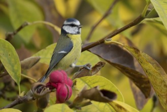 Blue tit (Cyanistes caeruleus) adult garden bird on a magnolia tree with autumn colour leaves,