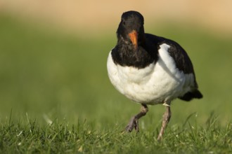 Eurasian oystercatcher (Haematopus ostralegus) adult wader bird on grassland, England, United