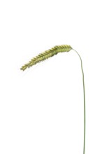 Winter rye, rye (Secale cereale), cereals, optional, Dinklage, Lower Saxony, Germany