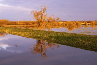 Tree on the Hunte at sunset in Ochsenmoor at Dümmer See, Hüde, Lower Saxony, Germany