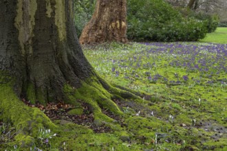 Crocuses (Crocus) and beech tree in Oldenburg Castle Park, Oldenburg, Lower Saxony, Germany