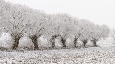Winter willows in snow, Vechta, Lower Saxony, Germany