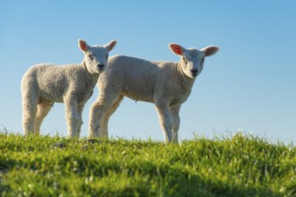 Sheep on the Hunte dyke, Lamm, Elsfleth, Lower Saxony, Germany