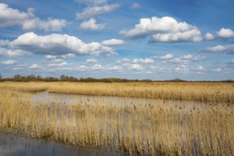 Reeds on the banks of Dümmer, Lake Dümmer, Hüde, Lower Saxony, Germany