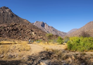 Hiking to White Lady, Dry Mountain Landscape, Tsisab Gorge, Brandberg, Erongo, Namibia