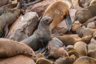 Seal colony, fur seal, Cape fur seal (Arctocephalus pusillus), Cape Cross, Atlantic coast, Namibia