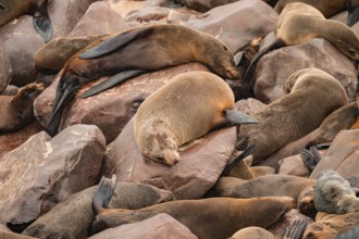 Seal colony, fur seal sleeping, Cape fur seal (Arctocephalus pusillus), Cape Cross, Atlantic coast,