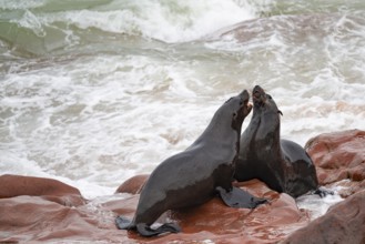 Male fur seals fighting for territory, Cape fur seal (Arctocephalus pusillus), Cape Cross, Atlantic
