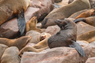 Seal colony, fur seal, Cape fur seal (Arctocephalus pusillus), Cape Cross, Atlantic coast, Namibia