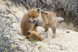 Fox (Vulpes vulpes), puppy, young fox, cute, Zandvoort, Netherlands
