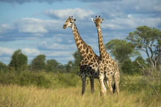 Giraffe (Giraffa) in the savannah, Kruger National Park, South Africa