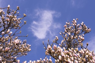 Flowering magnolia (Magnolia) in spring, Cloppenburg, Lower Saxony, Germany