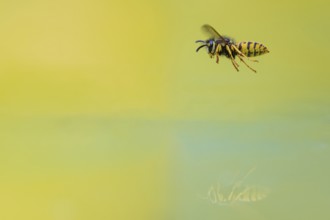 Wasps (Vespinae) in flight, Vechta, Lower Saxony, Germany