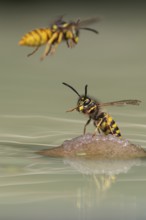 Wasps (Vespinae) in flight, Vechta, Lower Saxony, Germany