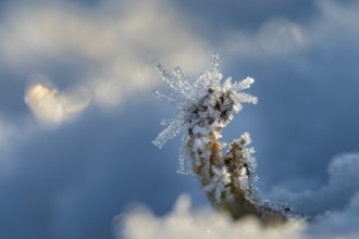 Ice crystals on a blade of grass in winter, hoarfrost, Goldenstedt, Lower Saxony, Germany