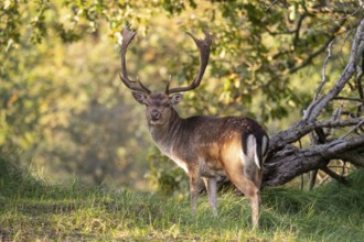 Fallow deer (dama dama), male, deer, Zandvoort, North Holland, Netherlands