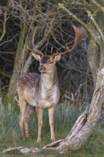 Fallow deer (dama dama), male, deer, Zandvoort, North Holland, Netherlands