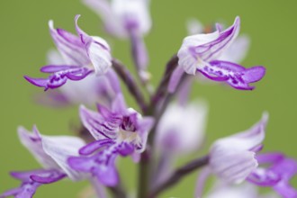 Helm's-orchid (Orchis militaris), Leutra, Jena, Thuringia, Germany