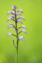Helm's-orchid (Orchis militaris), Leutra, Jena, Thuringia, Germany