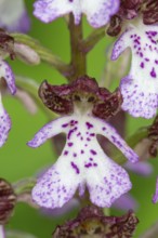 Purple Orchid (Orchis purpurea), Leutra, Jena, Thuringia, Germany