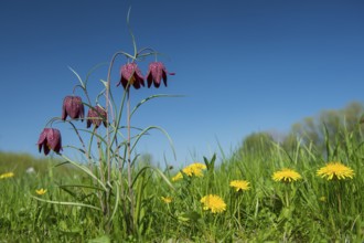 Snake's Head Fritillary (Fritillaria meleagris) in a wet meadow in spring, Berne, Lower Saxony,