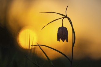 Snake's Head Fritillary (Fritillaria meleagris) at sunrise in a wet meadow in spring, Berne, Lower